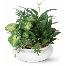 Dish Garden