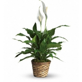 Simply Elegant Spathiphyllum - small