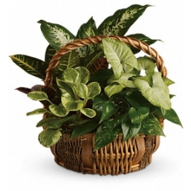 Emerald Garden Basket